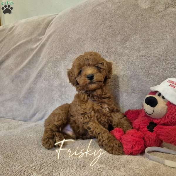 Frisky, Miniature Poodle Puppy